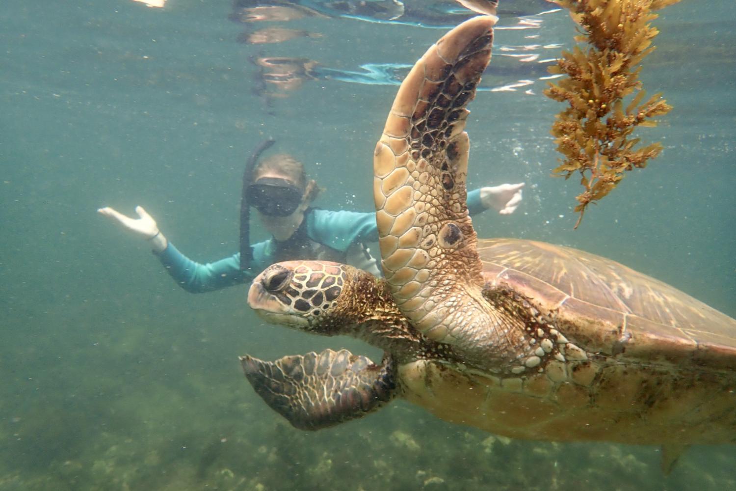 一名<a href='http://ikp.qlpty.com'>bv伟德ios下载</a>学生在Galápagos群岛游学途中与一只巨龟游泳.